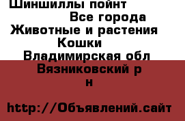 Шиншиллы пойнт ns1133,ny1133. - Все города Животные и растения » Кошки   . Владимирская обл.,Вязниковский р-н